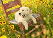 开云体育-宿命终破！三分雨湮灭王朝，国王抢七战击碎北京十年荣耀