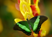 开云APP-钢铁苍穹下的终局，门迪11次扑救提前终结悬念，马竞遭遇尼日利亚叹息之墙