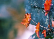 开云体育登录-关键时刻的冷面刺客，福克斯如何在沉默中改写魔术与猛龙的胜负剧本？