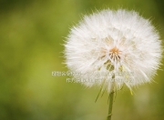 开云体育平台APP-圣西罗奇迹，卢卡库化身绿茵战神，AC米兰史诗级逆转掀翻曼城王朝