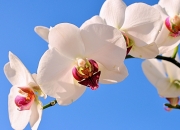 开云体育APP下载-马赛铁蹄踏平希腊堡垒，少年加维执钥解锁欧陆征途