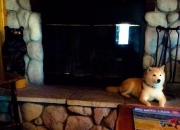 开云体育app-当冷板凳燃起火焰，布克与那个改写命运的夜晚