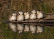 开云APP-金州勇士巅峰对决胜出北京队，霍勒迪防守艺术铸就教科书之夜