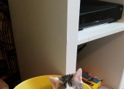 开云平台-蓝色寒流VS热带利刃，贝林厄姆如何刺穿爱尔兰防线