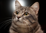 开云体育-神话解构之夜，埃及以法老之姿稳稳封印秘鲁，帕尔默化身现代外交官签下胜利条约