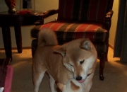 开云体育中国-1.一扑定江山，奥纳纳的雷霆之击，让英超争冠之夜提前落幕