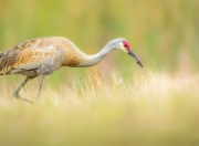 开云APP-年度焦点之战，他用一记封盖，将最后一秒熔铸成永恒