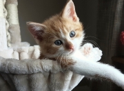 开云体育中国-跨越大陆的冠军试炼，那不勒斯数据风暴击退哥斯达黎加，伊萨克交出史诗级答卷