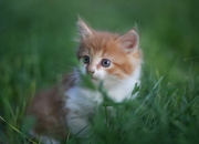 开云体育平台APP-南半球风暴席卷绿茵，加克波梅开二度，澳大利亚战术连续得分压制巴拉圭