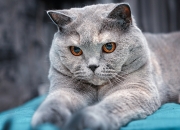 开云sport-基因之战，杜兰特如何在老鹰与广东的夹击中重塑篮球节奏