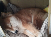 开云体育app-永恒的三分钟，2026世界杯之夜，乔治如何让时间成为数字的俘虏