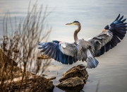 开云平台-独木成林，当福克斯成为吉林队对抗爵士的唯一支点