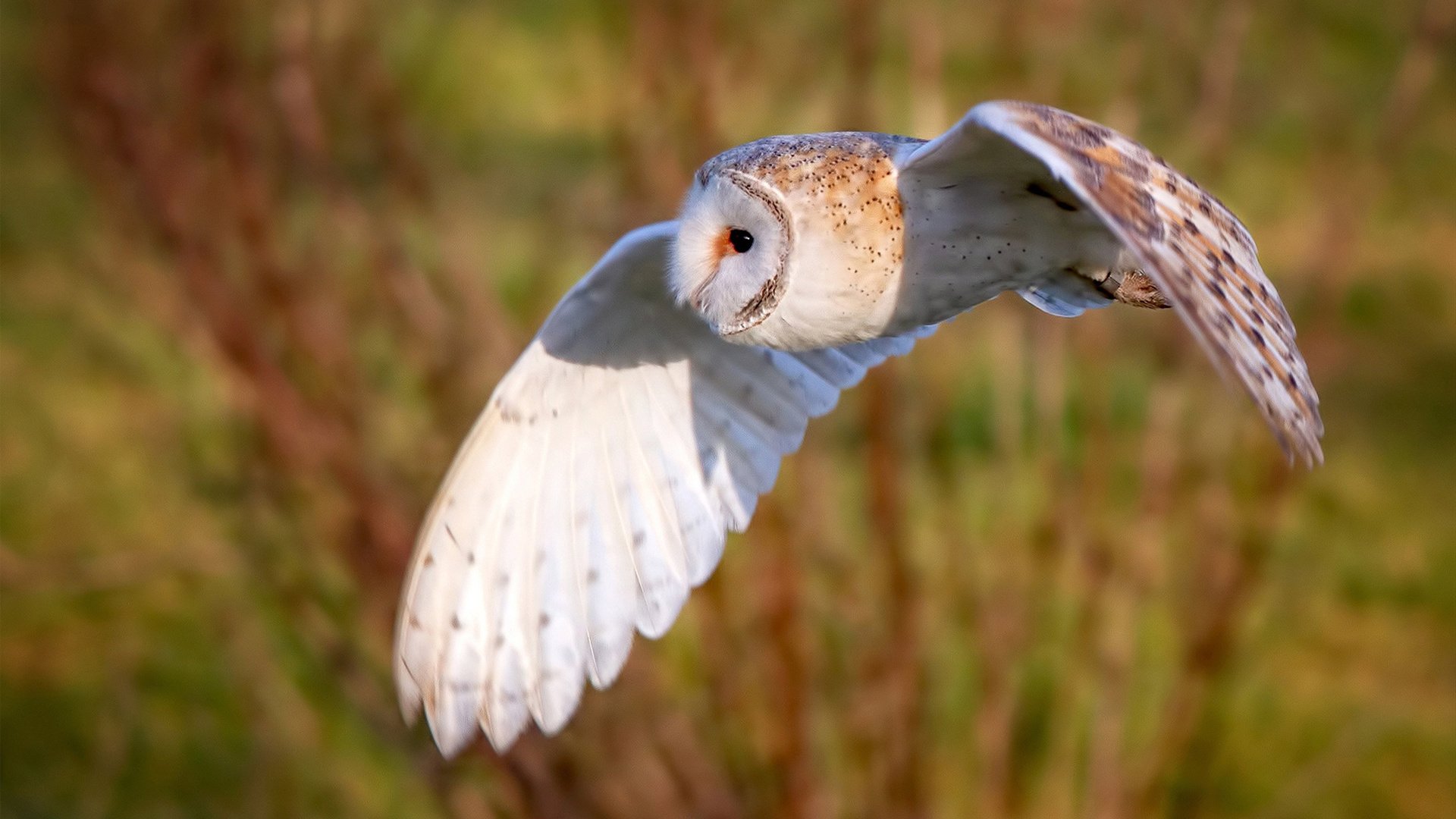 哥伦比亚的白色魔法,迪马利亚在逆转德国一战封神