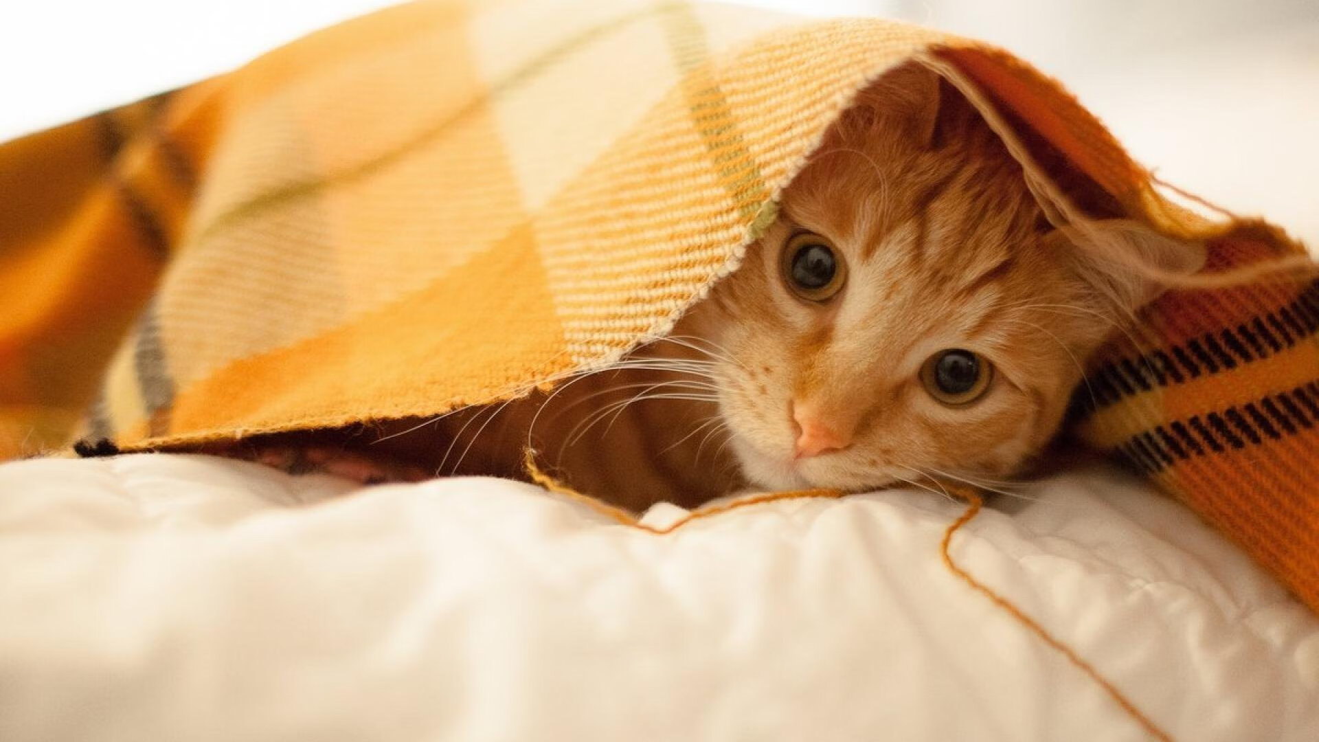 天神下凡!绝境戈麦斯三度救主,个人能力定乾坤