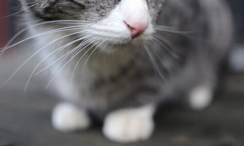 绿茵与硬木的生死共鸣，毕尔巴鄂绝境逢生夜，西决狂想跨界篇