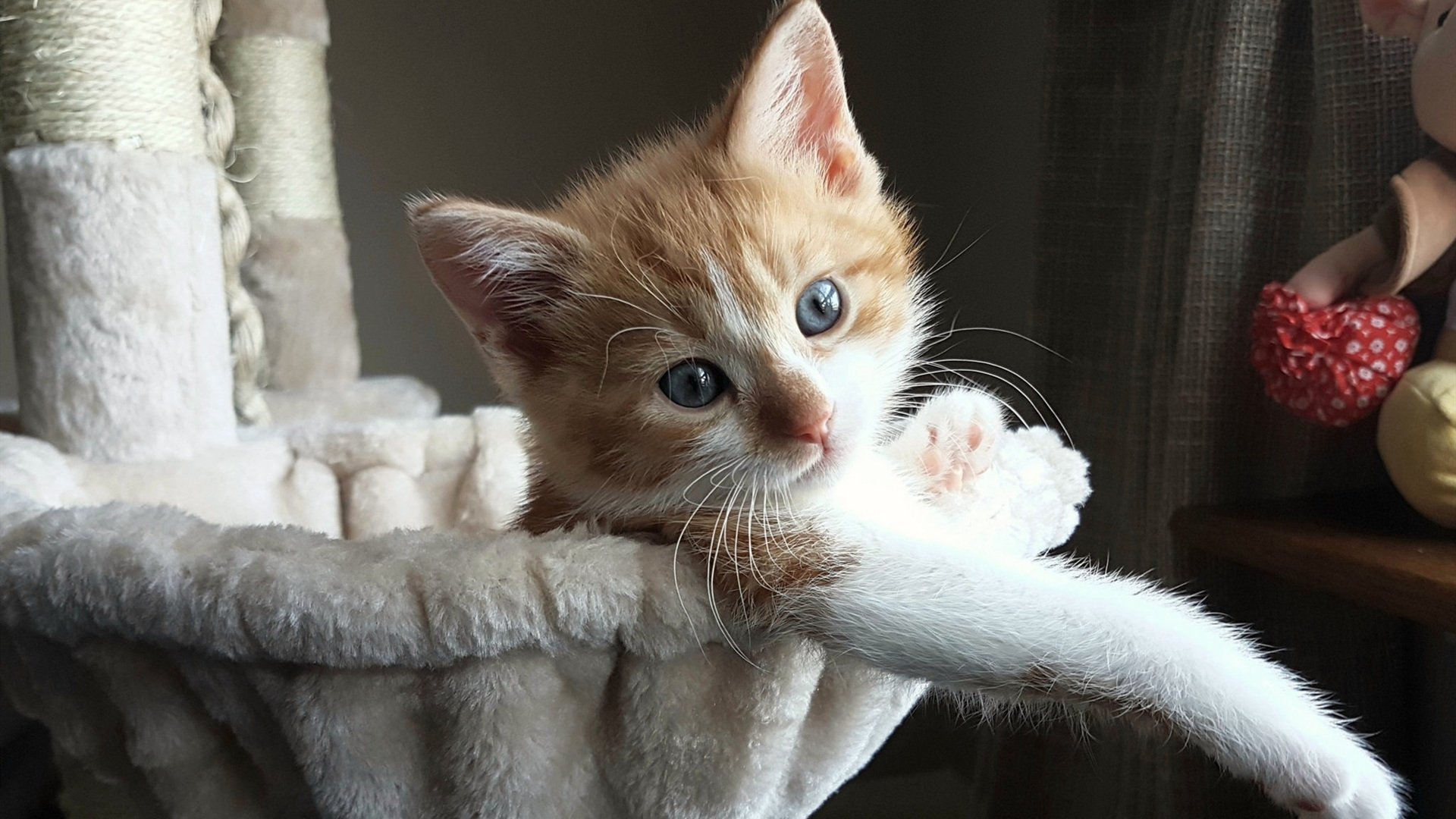 美洲狮的呼啸,冷静的焰火,哈利伯顿的世界杯之夜