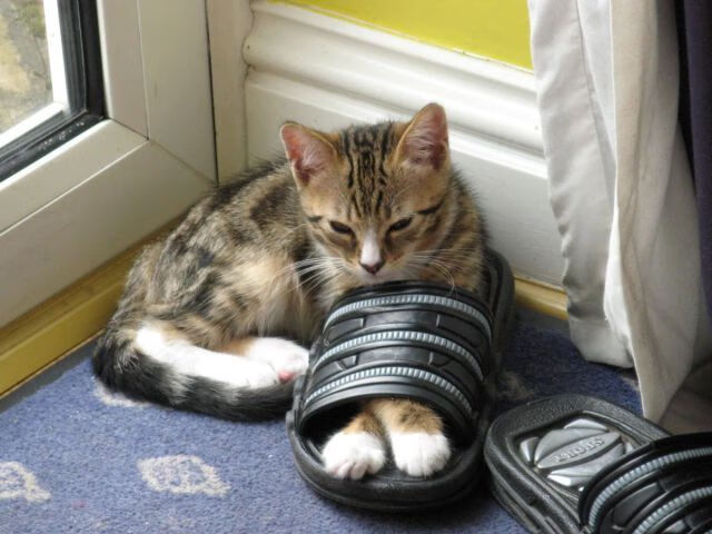 时空错乱？欧冠半决赛焦点战竟现快船终结山西队！