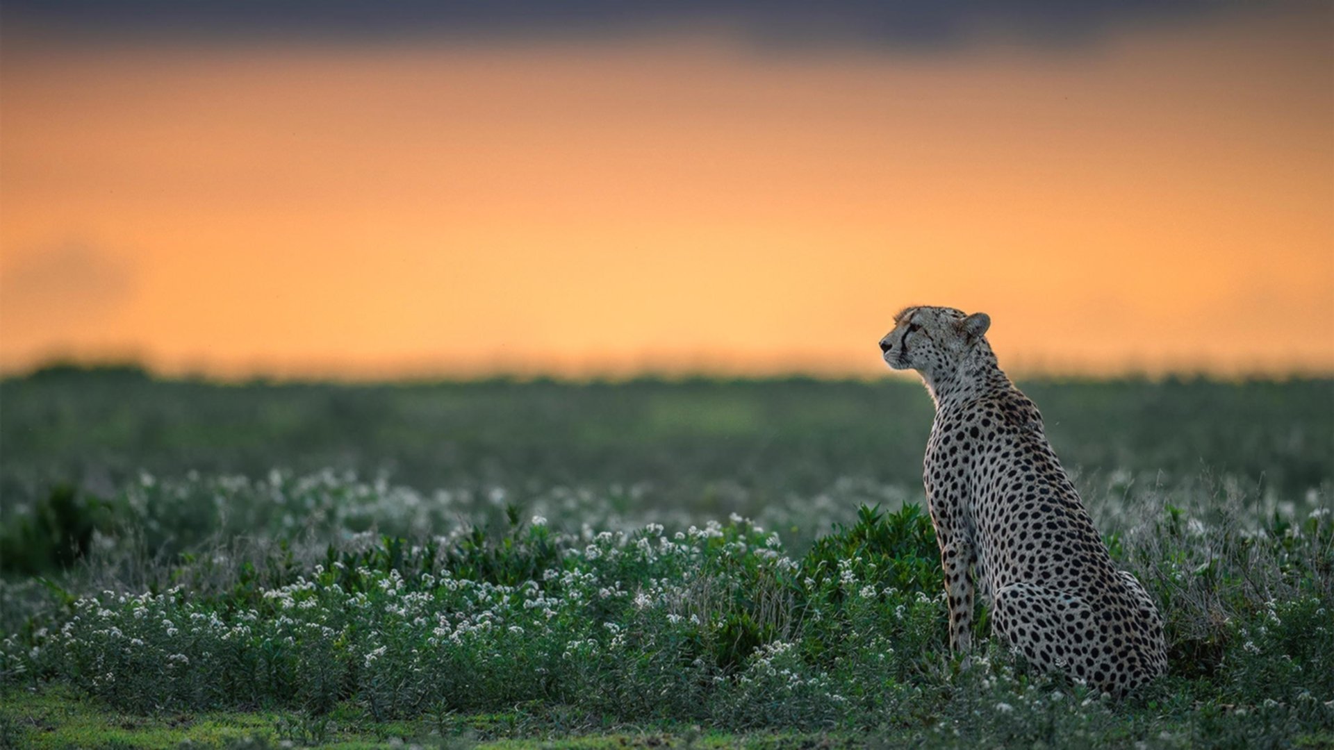 时空错乱？欧冠半决赛焦点战竟现快船终结山西队！