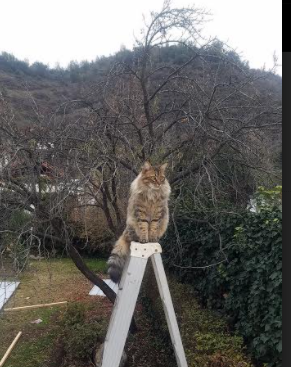 孤星踏平麦迪逊,当布克披上红袍,公牛正面碾碎尼克斯