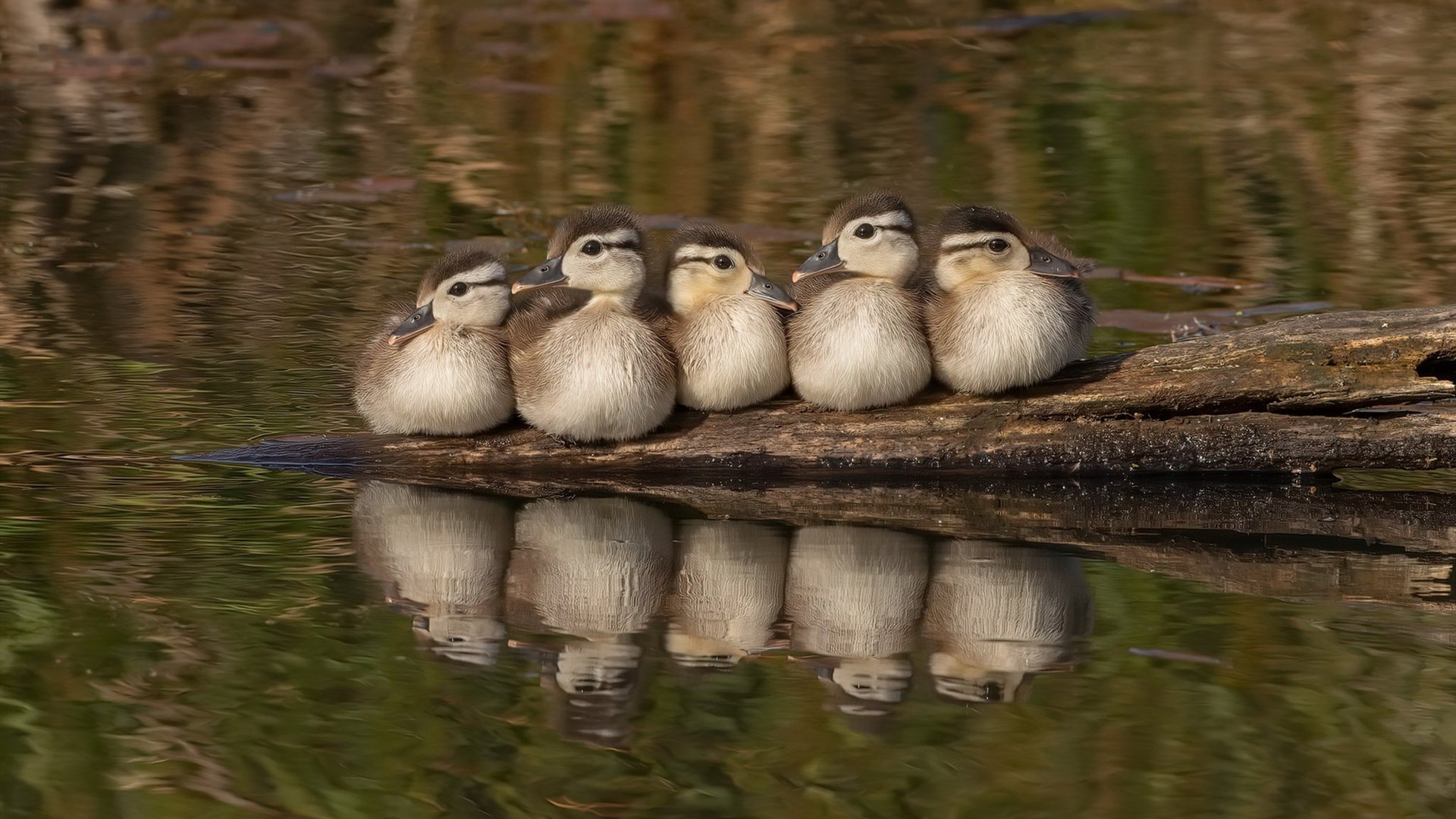 锁链之名，杰伦·格林如何用防守绞碎快船巨轮？