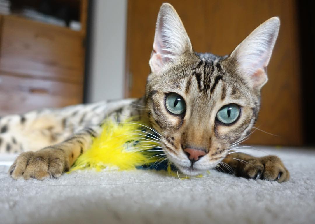 篮球的双重奇迹，灰熊力克辽宁队与利拉德西决封神