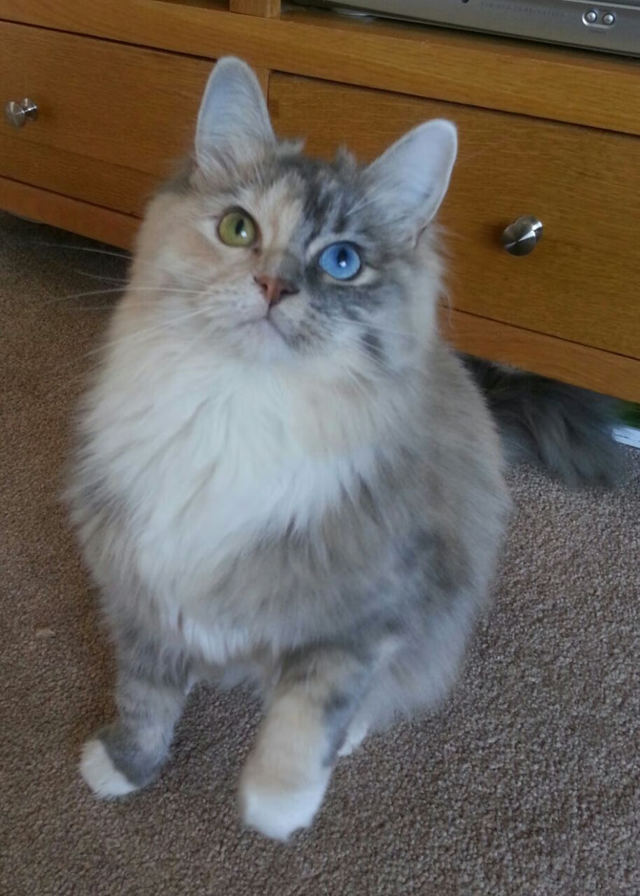 数据时代的双线胜利,哥伦比亚的压制艺术与福登的评分霸权