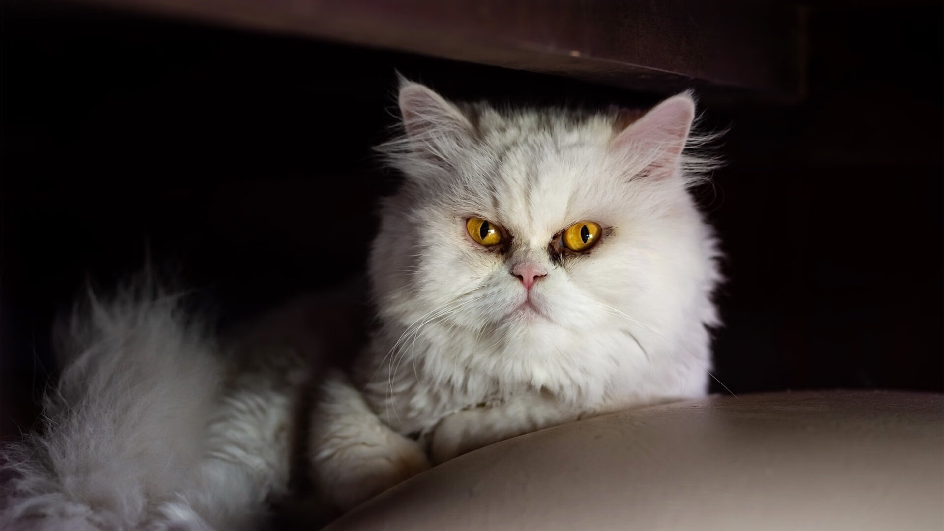 终极骑士的赛道，当东契奇在另一个宇宙接管F1冠军战