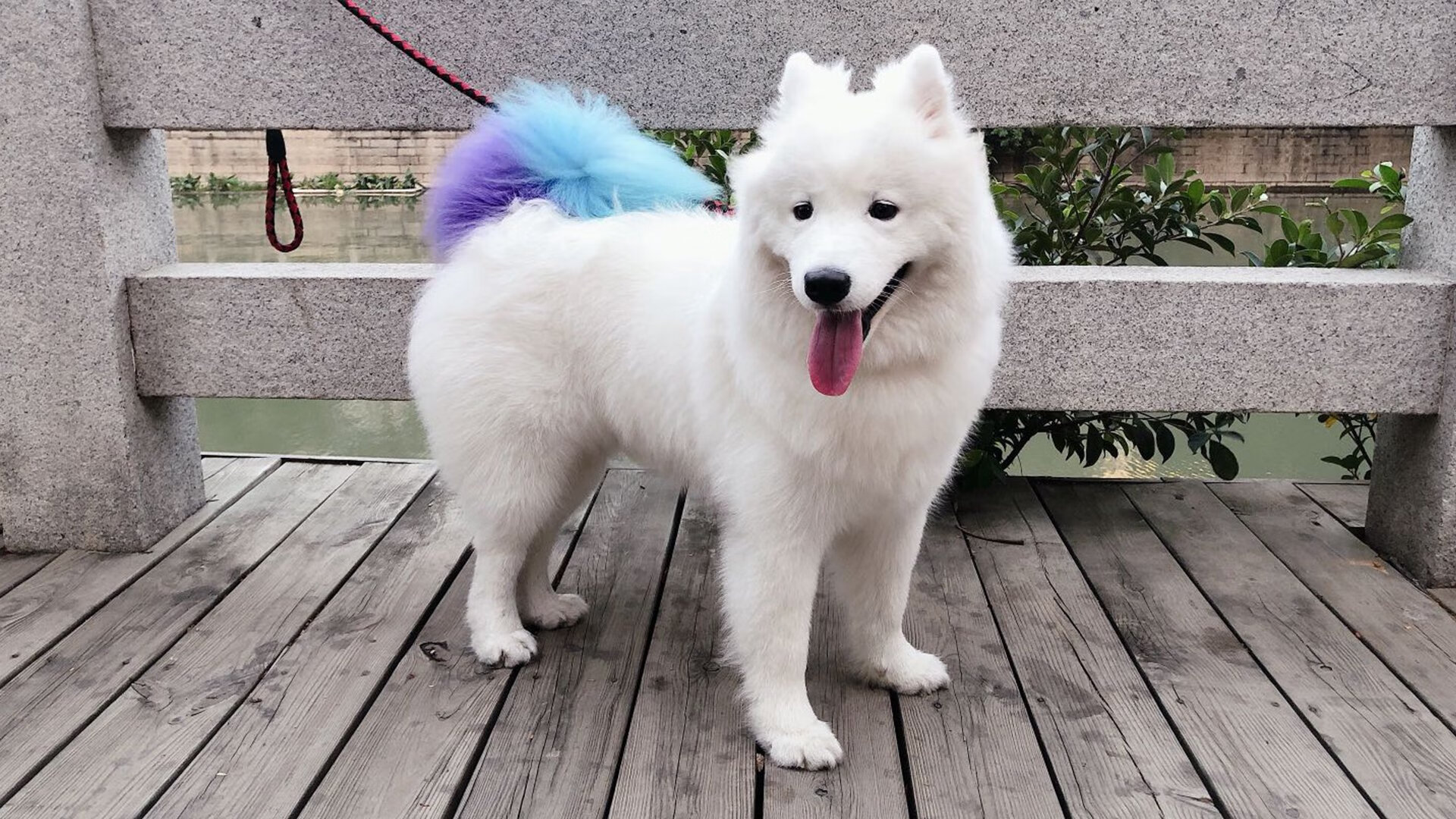 赛道上的篮球魂,F1街道赛焦点战见证热火巅峰对决胜出掘金