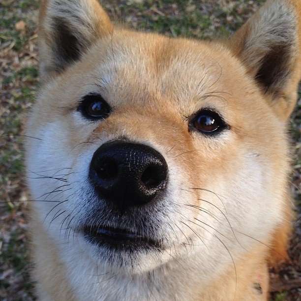 楚阿梅尼爆发，当个体璀璨，勒沃库森正悄然收割整个巴黎