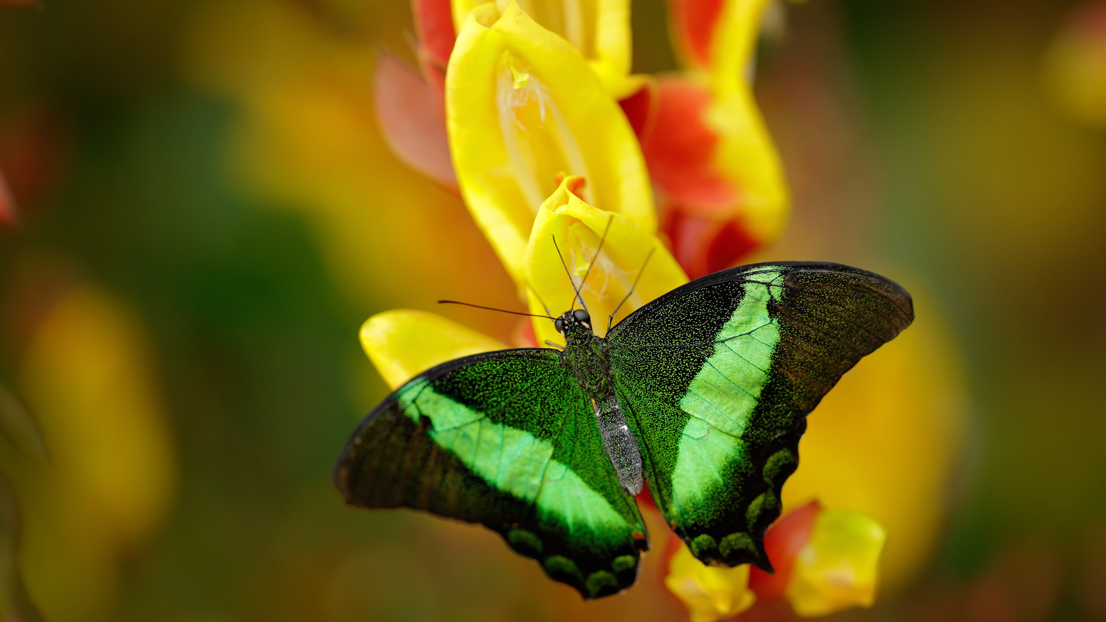 全球直播间的篮球火，锡安狂砍48分助公牛险胜吉林