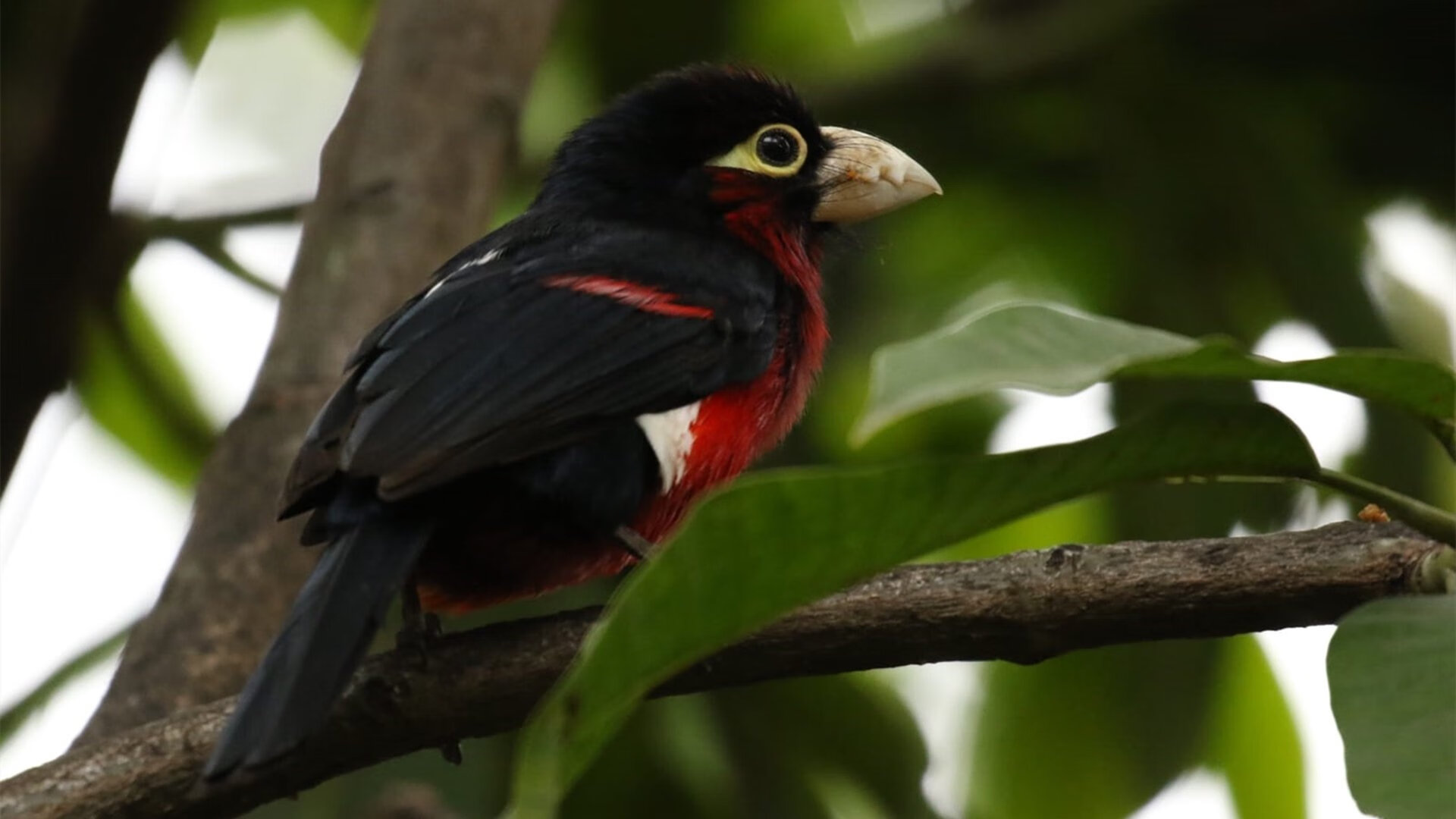 宿命对决！撕裂之城奇迹，开拓者总决赛G3轻取太阳