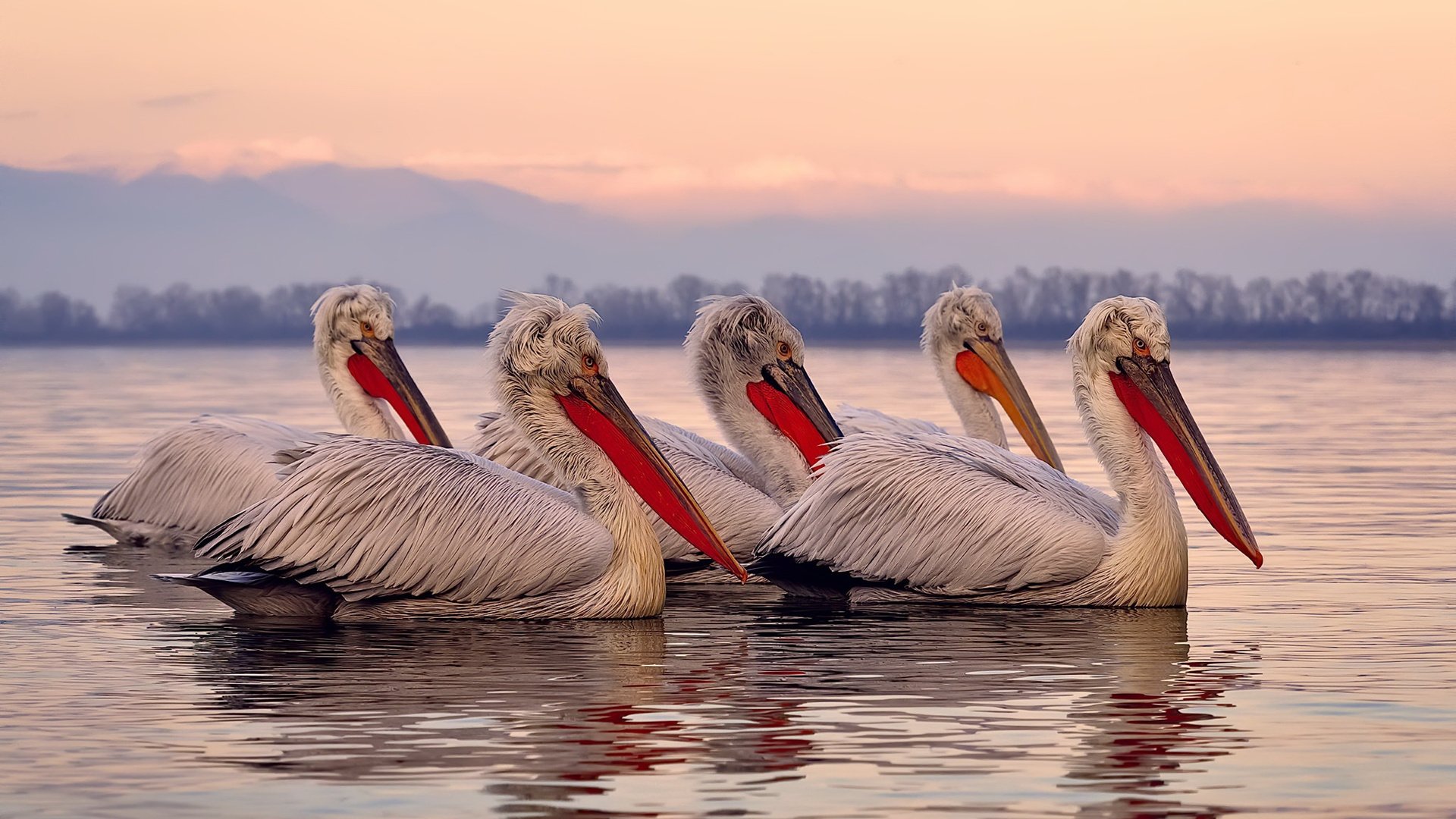 跨越太平洋的一击,当上海大鲨鱼逆袭新奥尔良夜空