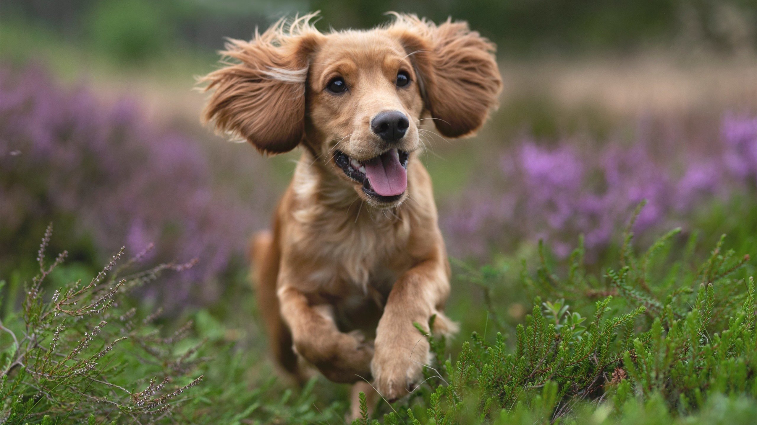 封锁与破局，从加拉加斯到温布利的生存寓言