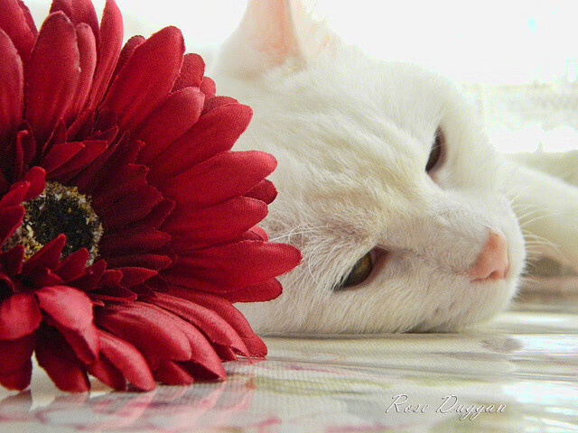 魔幻现实主义之夜,当布伦森将金州勇士变入虚空