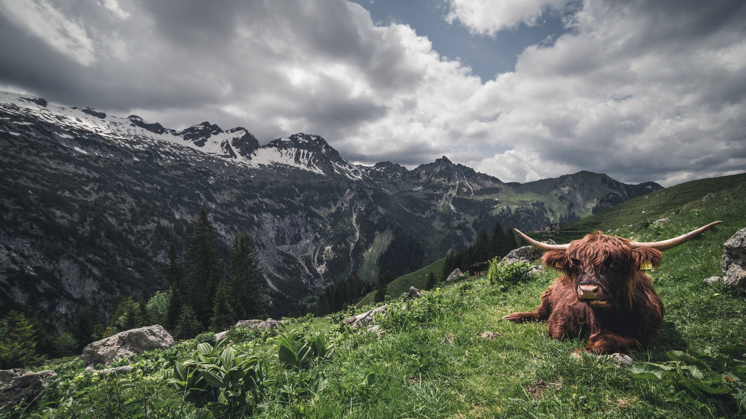 篮球巨兽的钢铁足音,当文班亚马在NBA赛场上演英超争冠夜