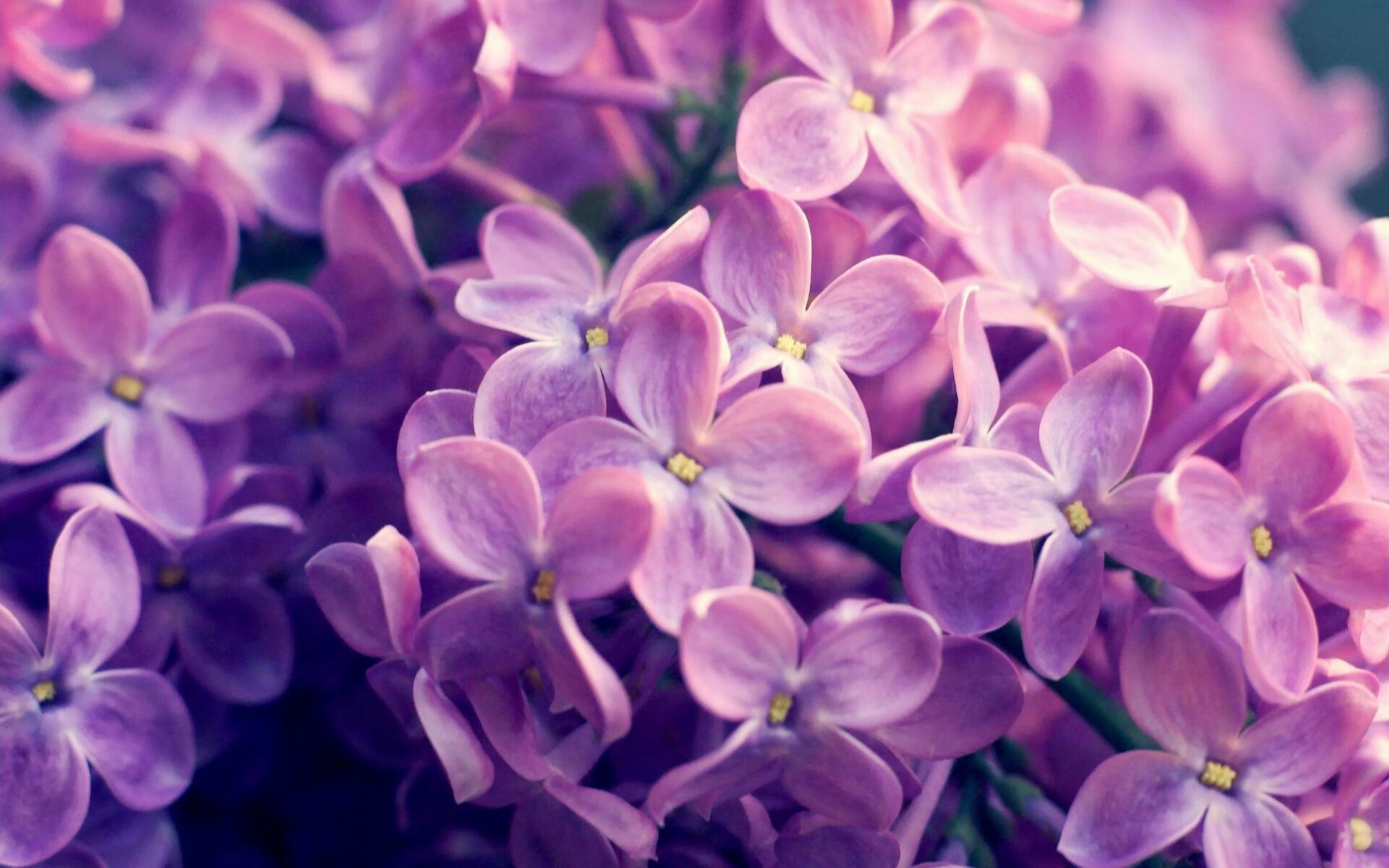 双线制霸，极速狂飙与铁血篮网的交响